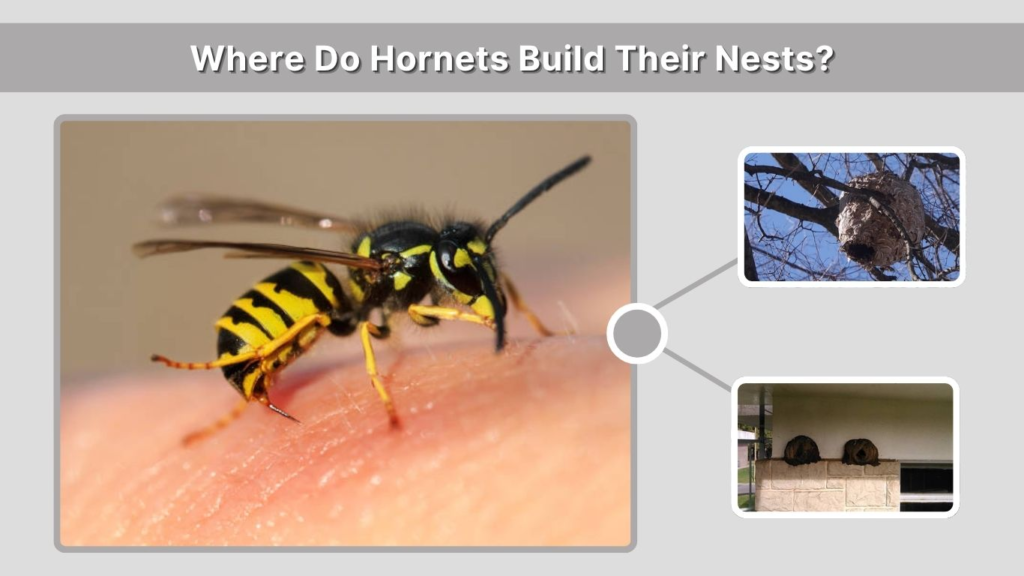 Where Do Hornets Build Their Nests?