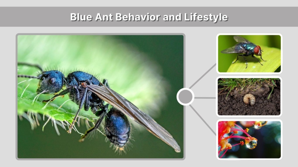 Blue Ant Behavior and Lifestyle