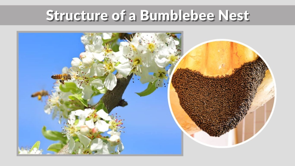 Structure of a Bumblebee Nest