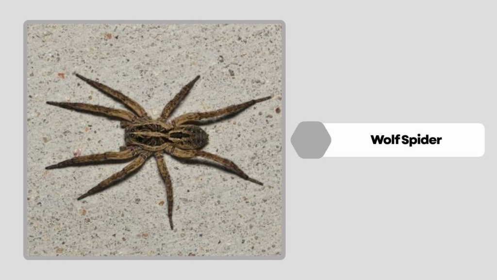What Is a Wolf Spider?