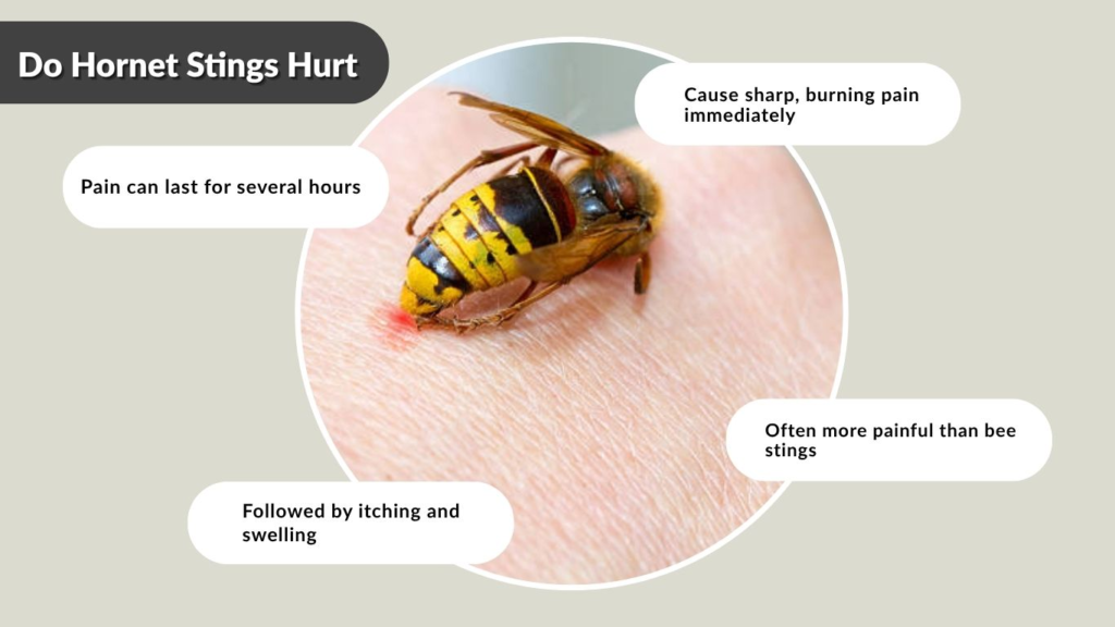 Do Hornet Stings Hurt
