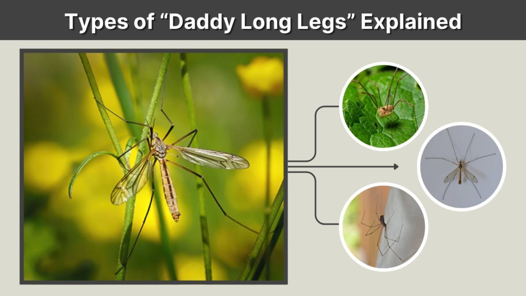 Types of “Daddy Long Legs” Explained