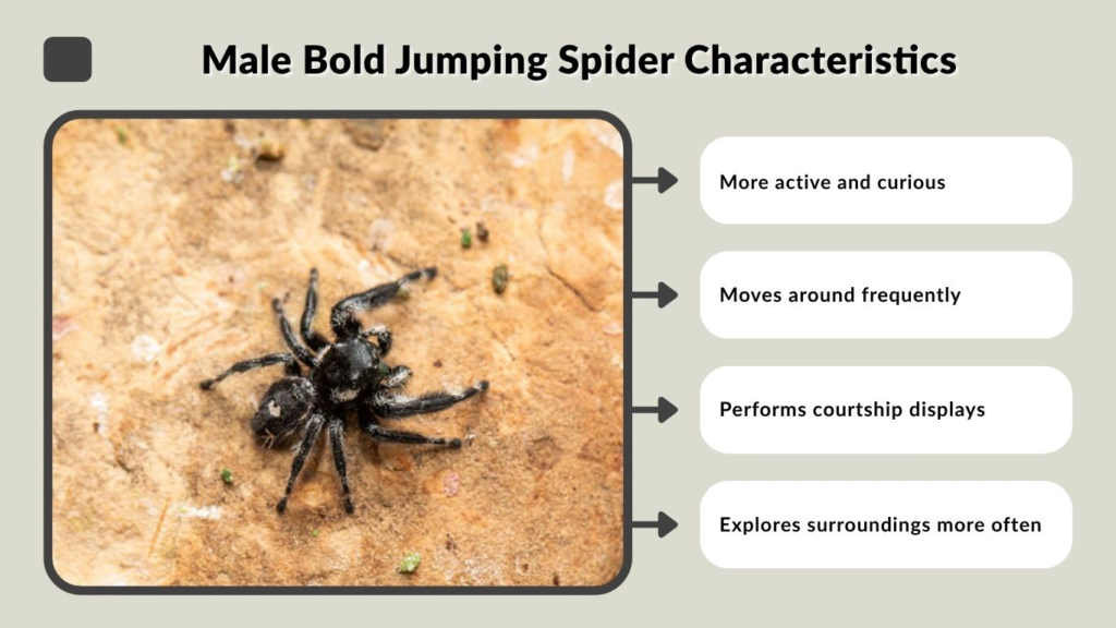 Male Bold Jumping Spider Characteristics