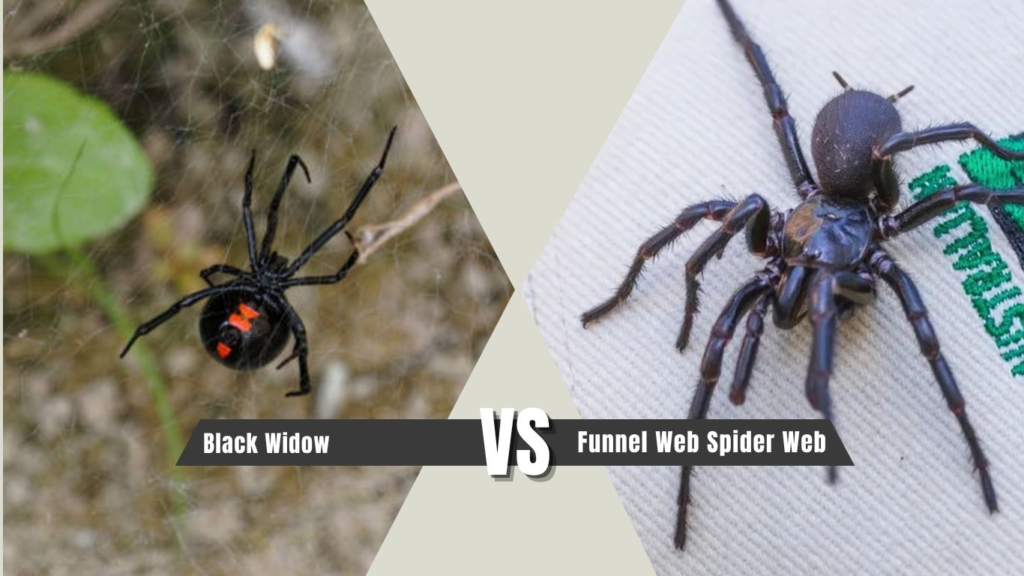 Black Widow vs Funnel Web Spider Web