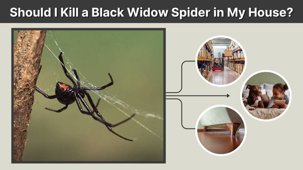 Should I Kill a Black Widow Spider in My House?