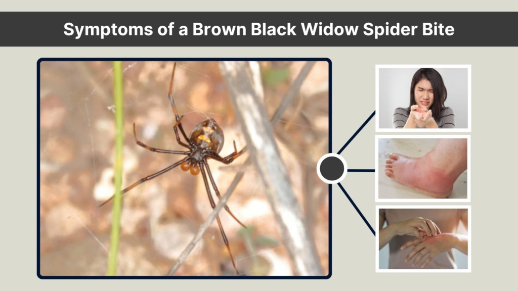 Symptoms of a Brown Black Widow Spider Bite