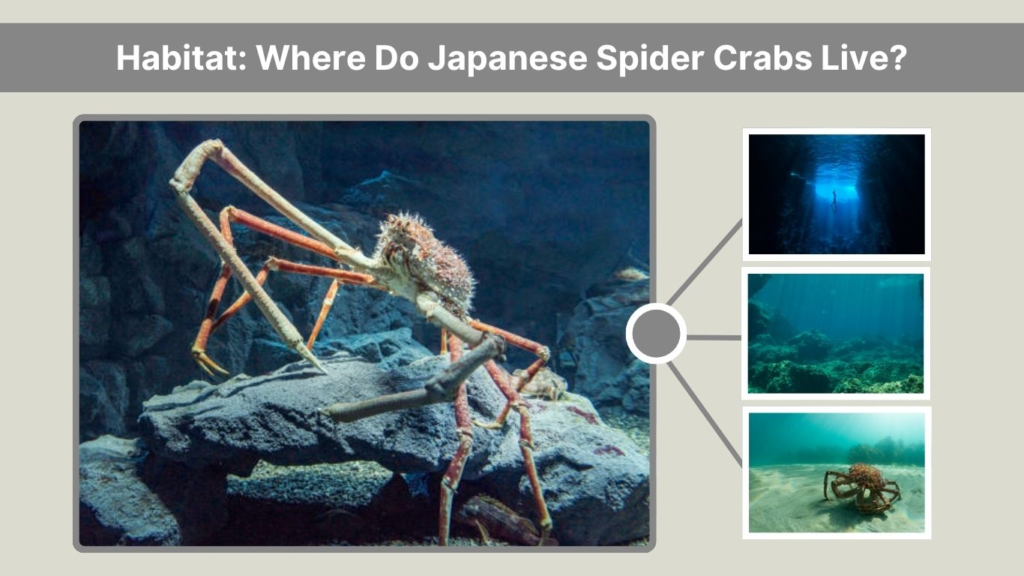 Habitat: Where Do Japanese Spider Crabs Live?