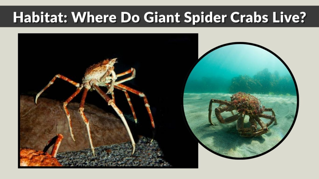 Habitat: Where Do Giant Spider Crabs Live?