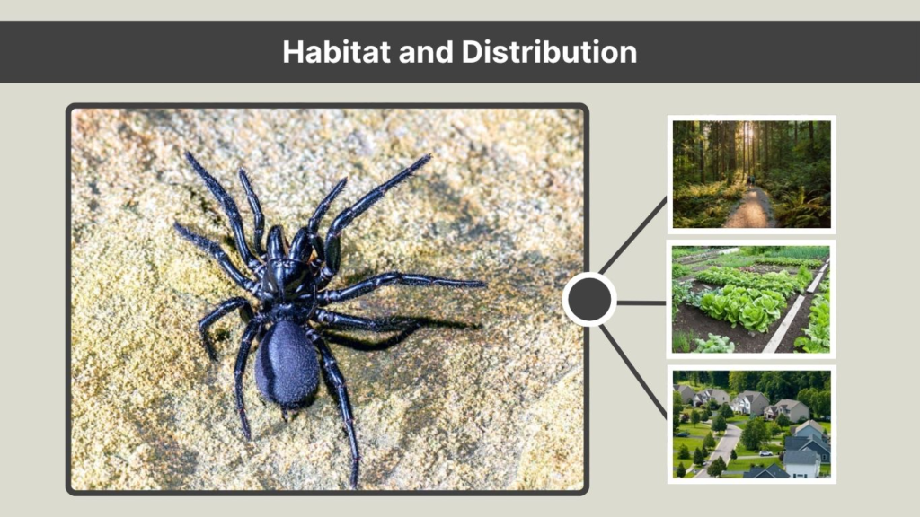 Habitat and Distribution