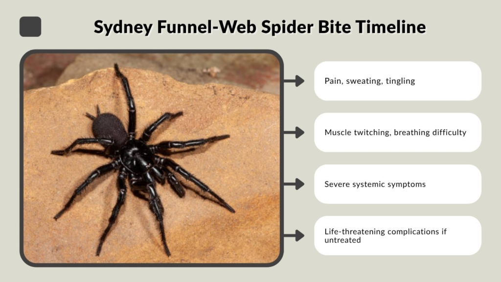Sydney Funnel-Web Spider Bite Timeline (Effects & Death Time)