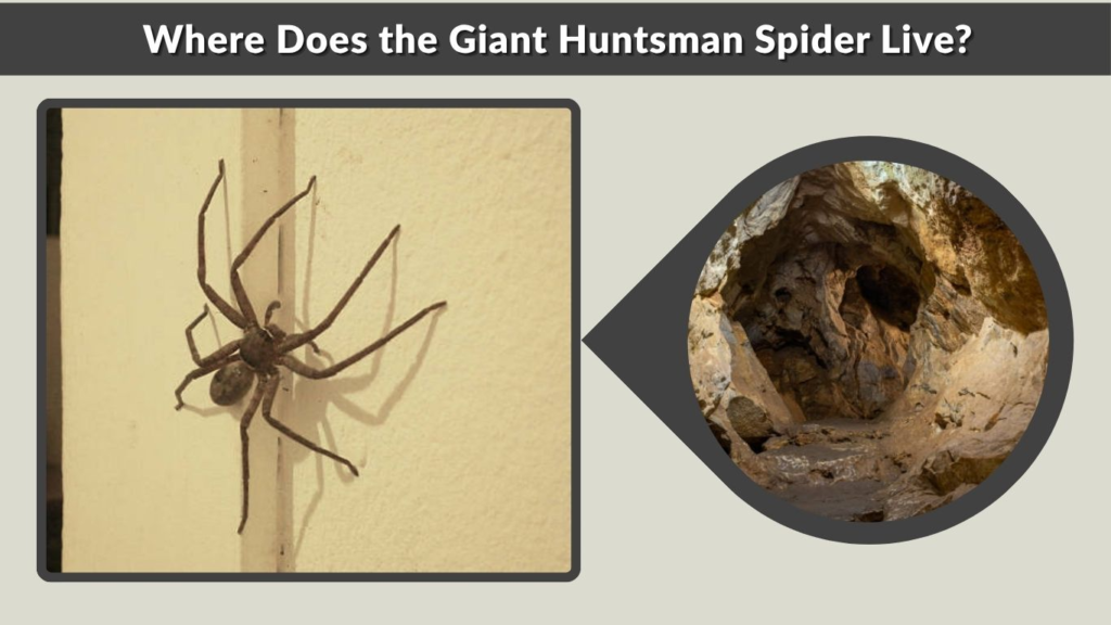 Where Does the Giant Huntsman Spider Live?