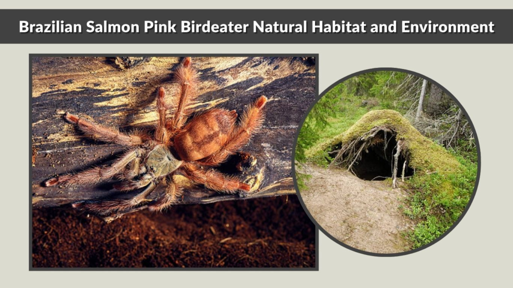 Brazilian Salmon Pink Birdeater Natural Habitat and Environment