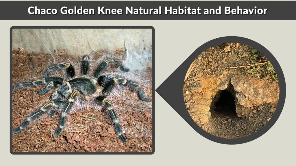 Chaco Golden Knee Natural Habitat and Behavior