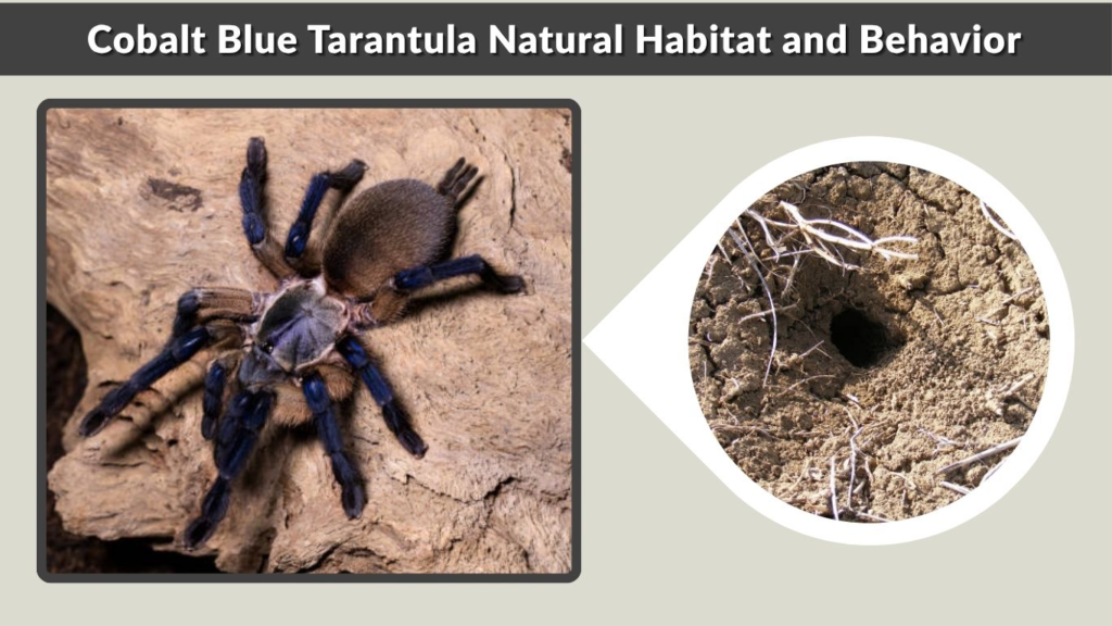 Cobalt Blue Tarantula Natural Habitat and Behavior