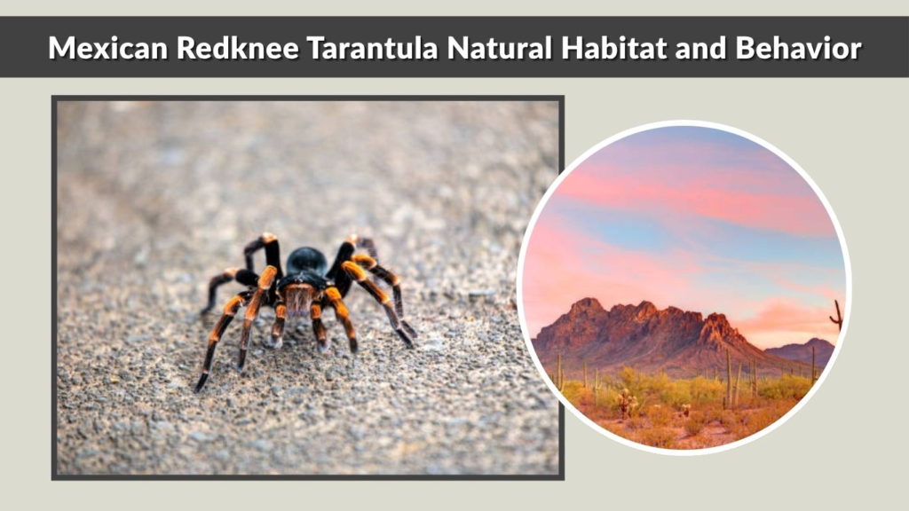 Mexican Redknee Tarantula Natural Habitat and Behavior