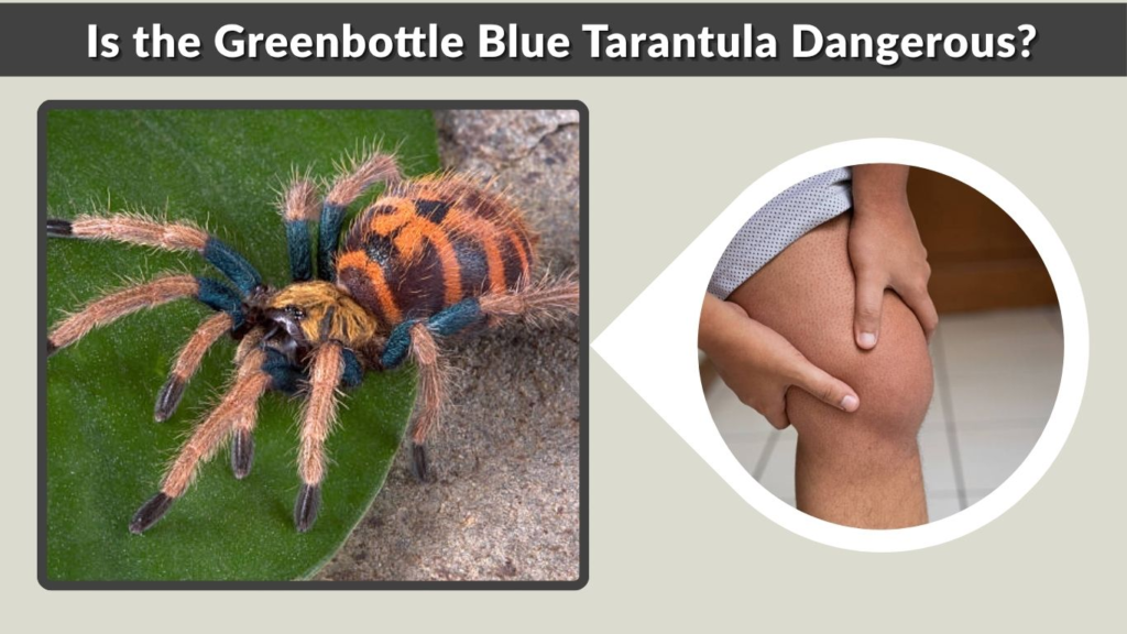 Is the Greenbottle Blue Tarantula Dangerous?