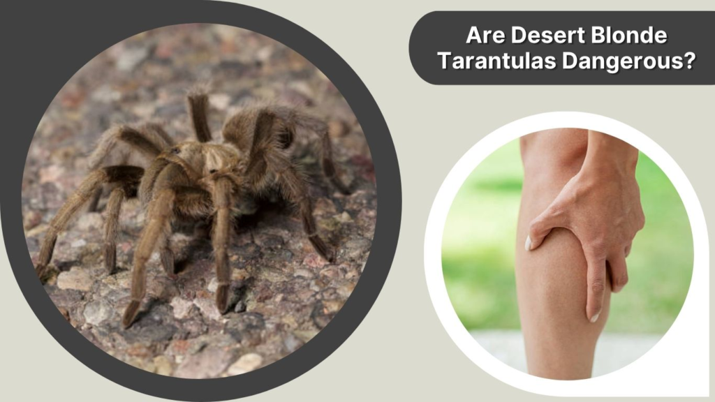 Are Desert Blonde Tarantulas Dangerous?