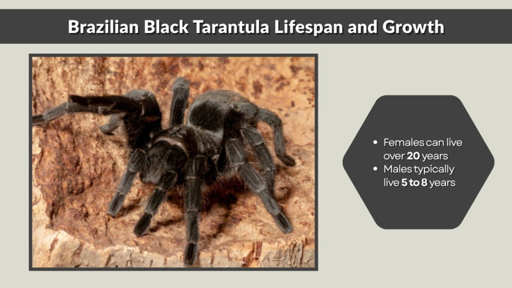 Brazilian Black Tarantula Lifespan and Growth