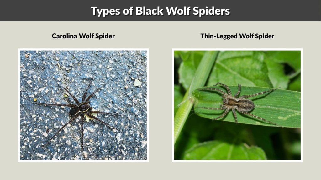 Types of Black Wolf Spiders