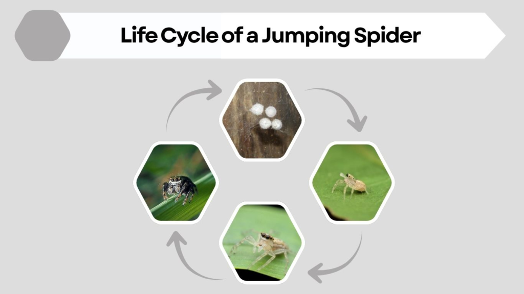 Life Cycle of a Jumping Spider
