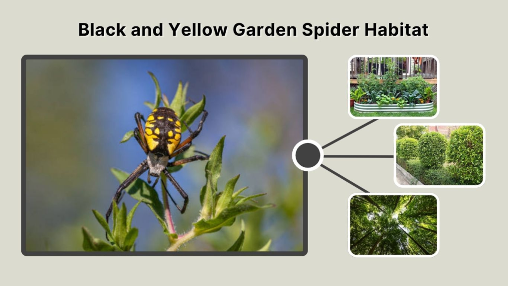 Black and Yellow Garden Spider Habitat