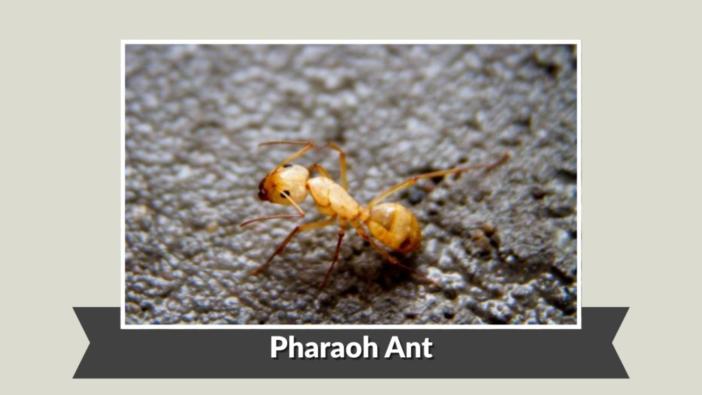 Pharaoh Ant