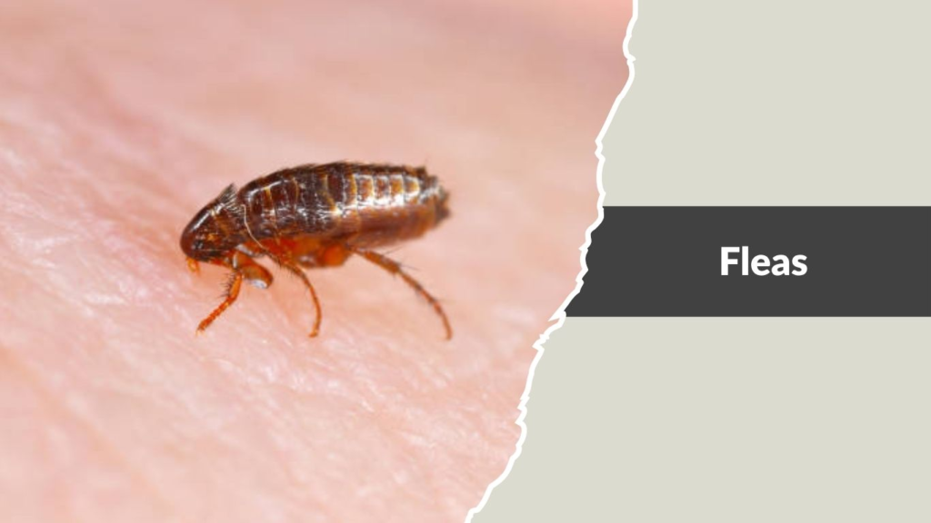Fleas