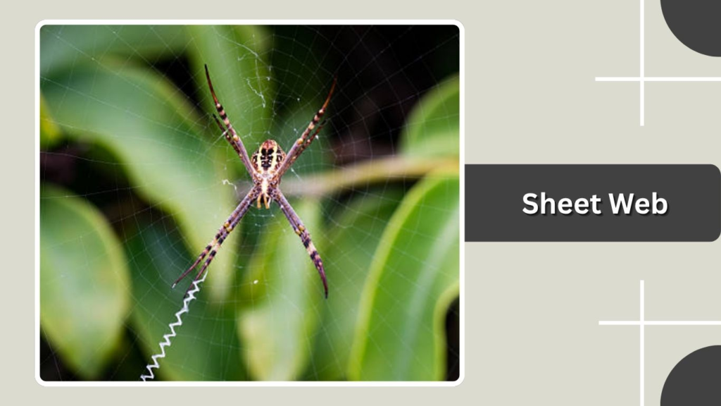 Sheet Web
