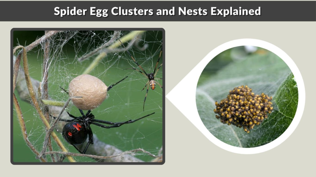 Spider Egg Clusters and Nests Explained