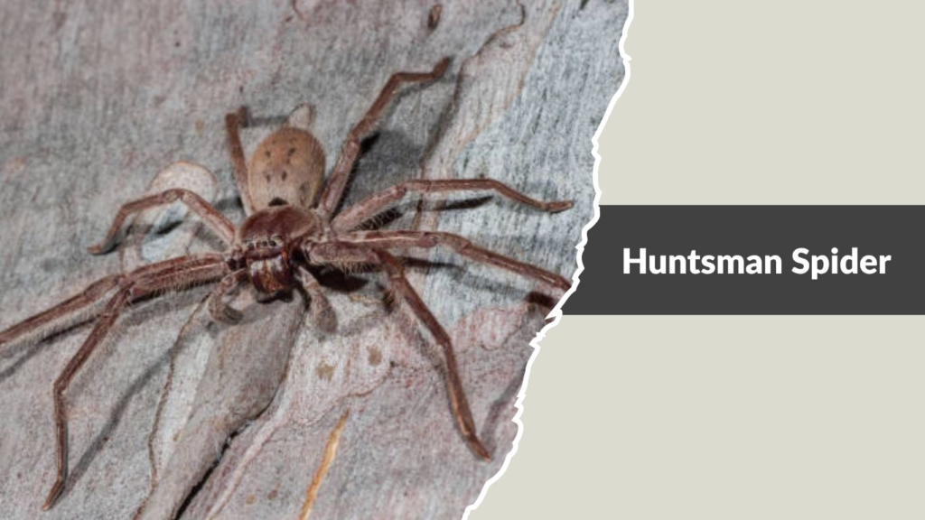 Huntsman Spider