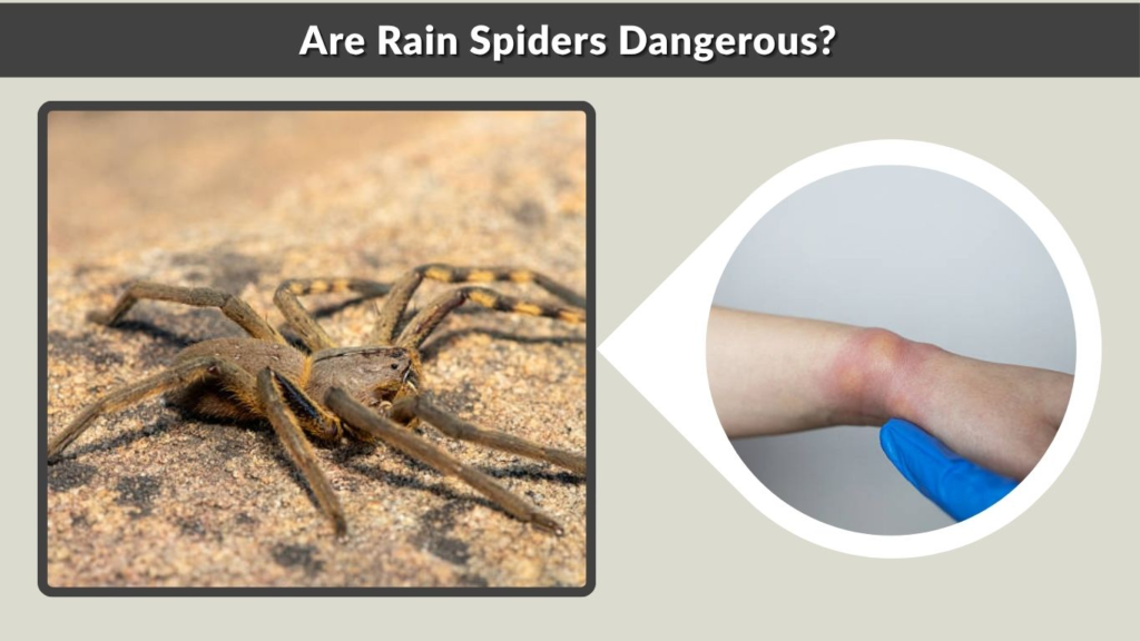 Are Rain Spiders Dangerous?