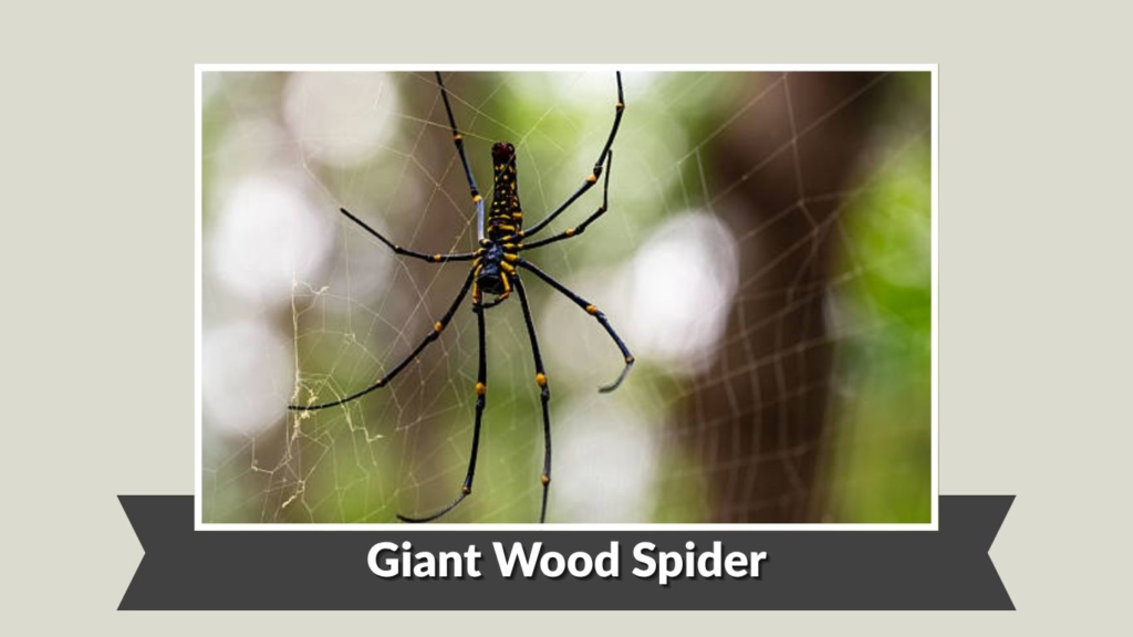 Giant Wood Spider