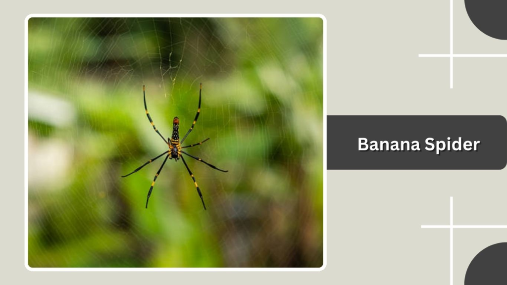 Banana Spider