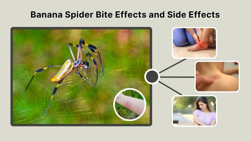 Banana Spider Bite Effects and Side Effects