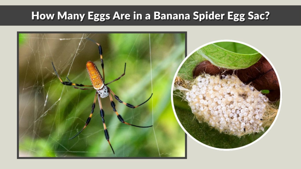 How Many Eggs Are in a Banana Spider Egg Sac?