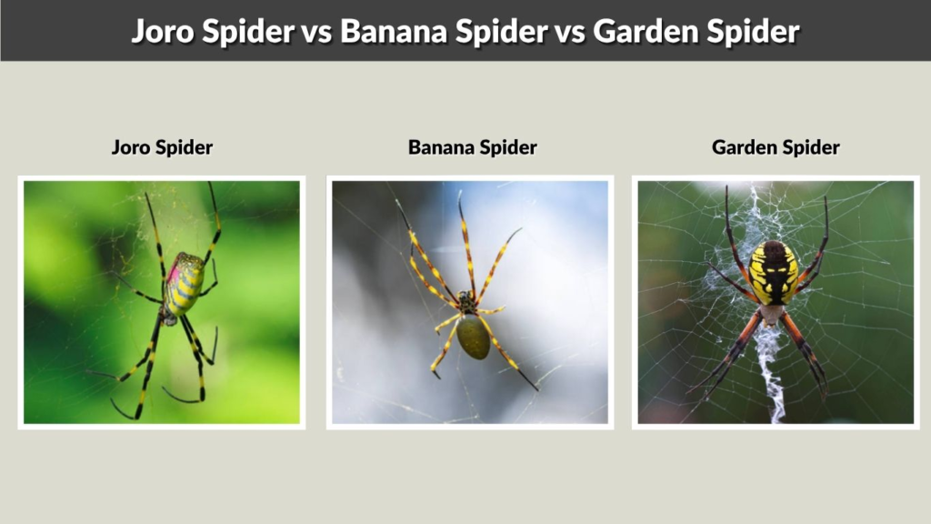 Joro Spider vs Banana Spider vs Garden Spider