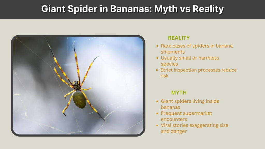 Giant Spider in Bananas: Myth vs Reality