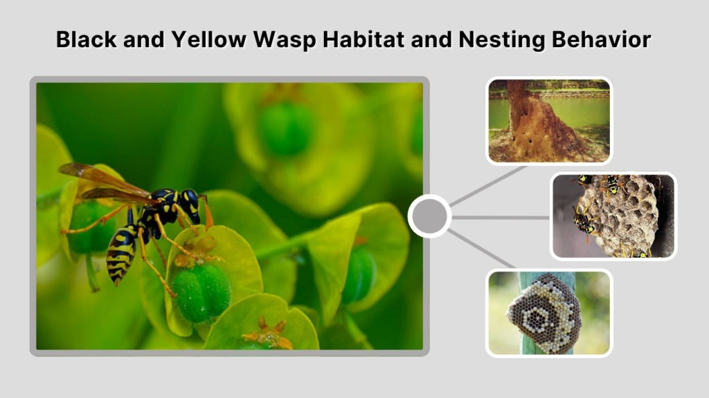 Black and Yellow Wasp Habitat and Nesting Behavior