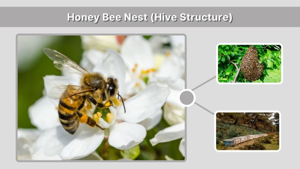 Honey Bee Nest (Hive Structure)
