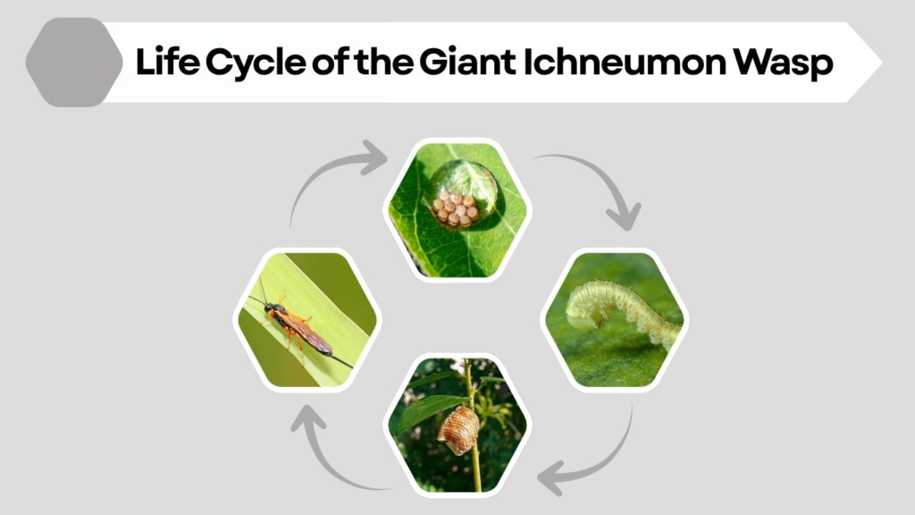 Life Cycle of the Giant Ichneumon Wasp