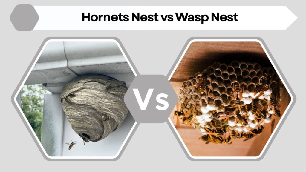 Hornets Nest vs Wasp Nest