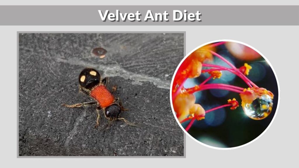 Velvet Ant Diet
