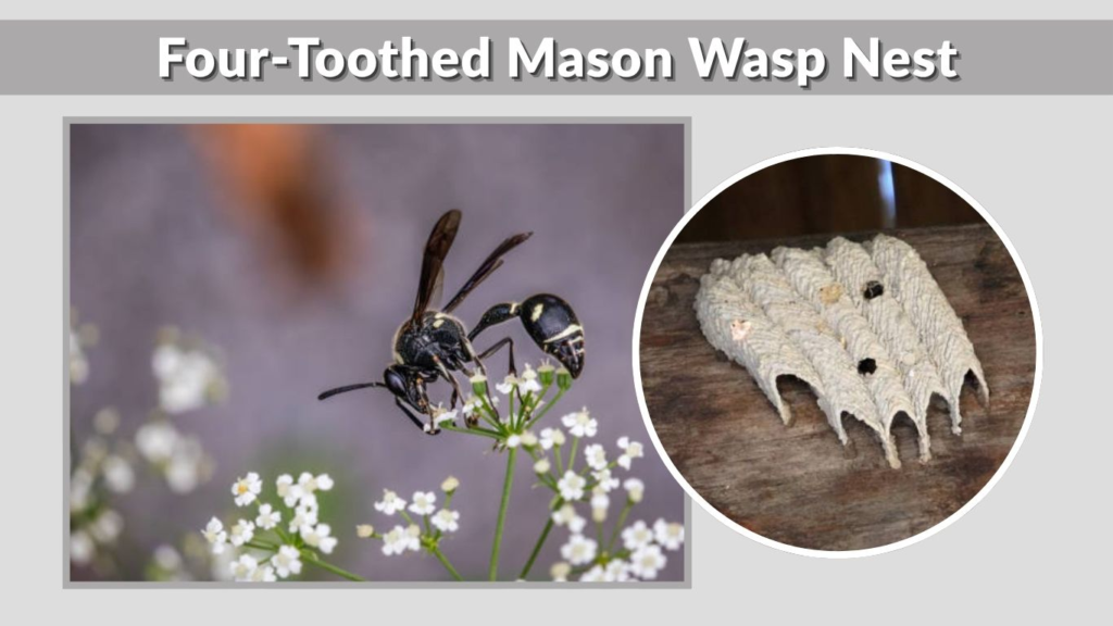 Four-Toothed Mason Wasp Nest