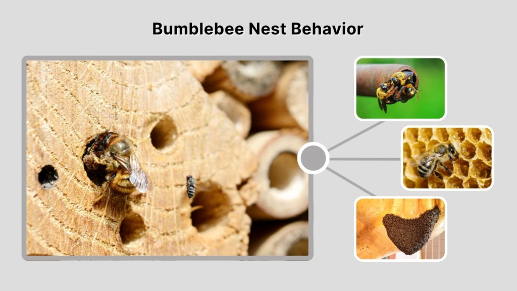 Bumblebee Nest Behavior