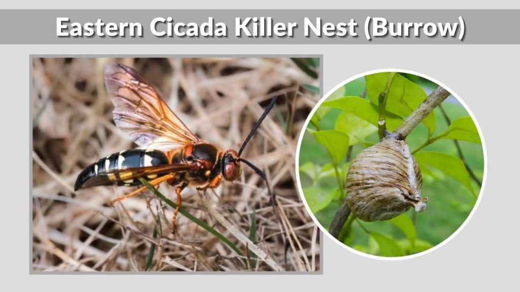 Eastern Cicada Killer Nest (Burrow)