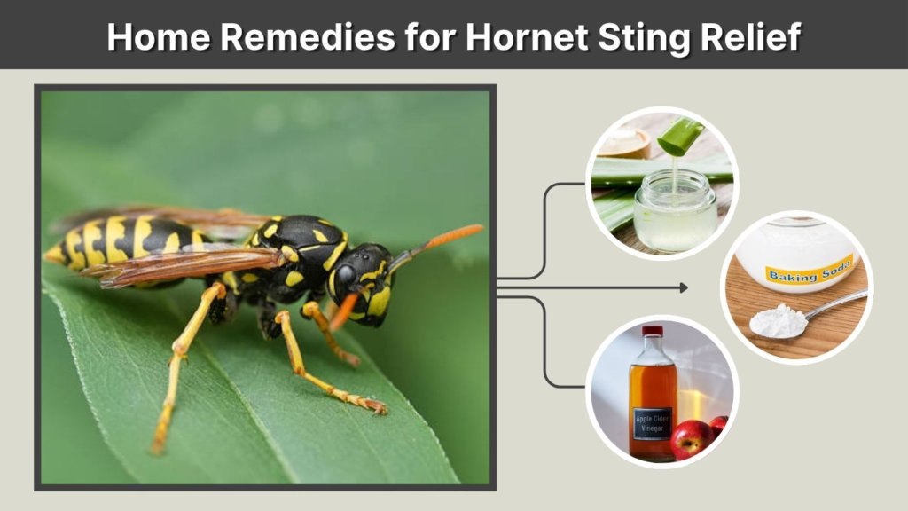 Home Remedies for Hornet Sting Relief