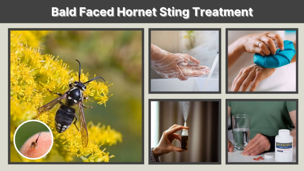 Bald Faced Hornet Sting Treatment