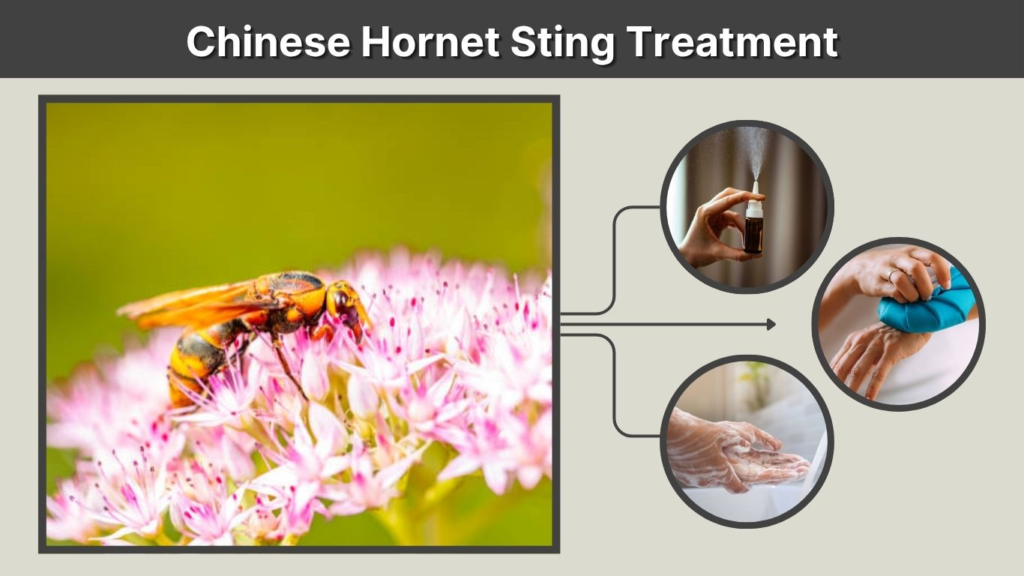 Chinese Hornet Sting Treatment