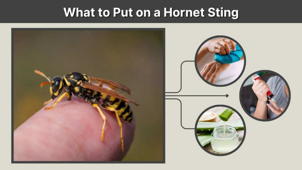 What to Put on a Hornet Sting