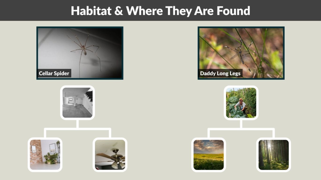 Habitat & Where They Are Found